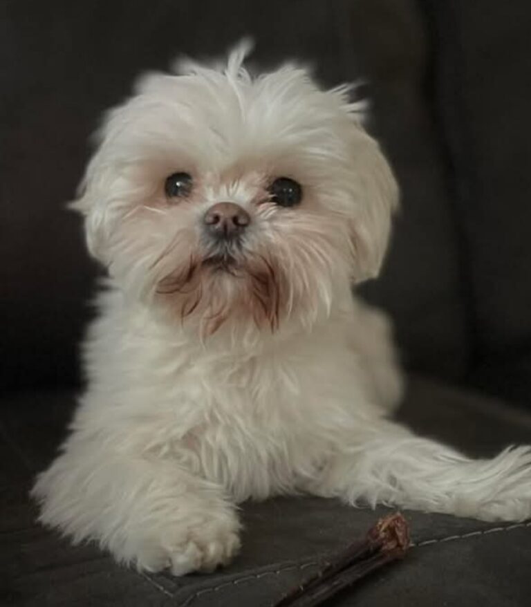 Small dog - This is Miyah she's a 12 year old Maltese cross, and my grand-dogger. Small Dog