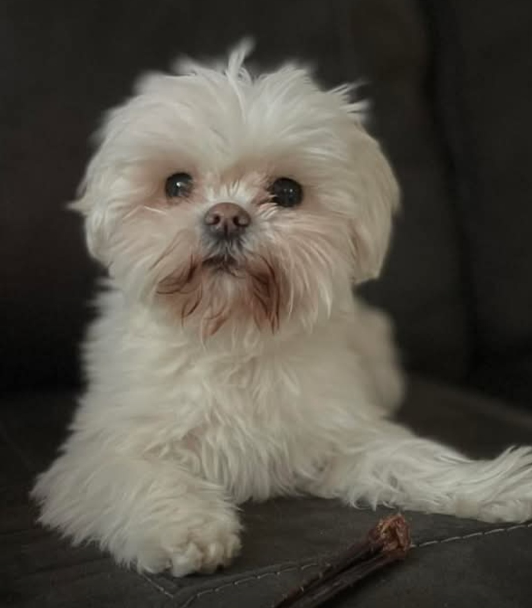 Small dog - This is Miyah she's a 12 year old Maltese cross, and my grand-dogger. Small Dog