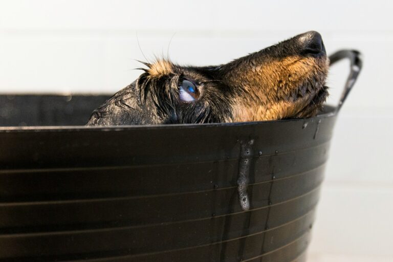 here is an older dog getting a bath.