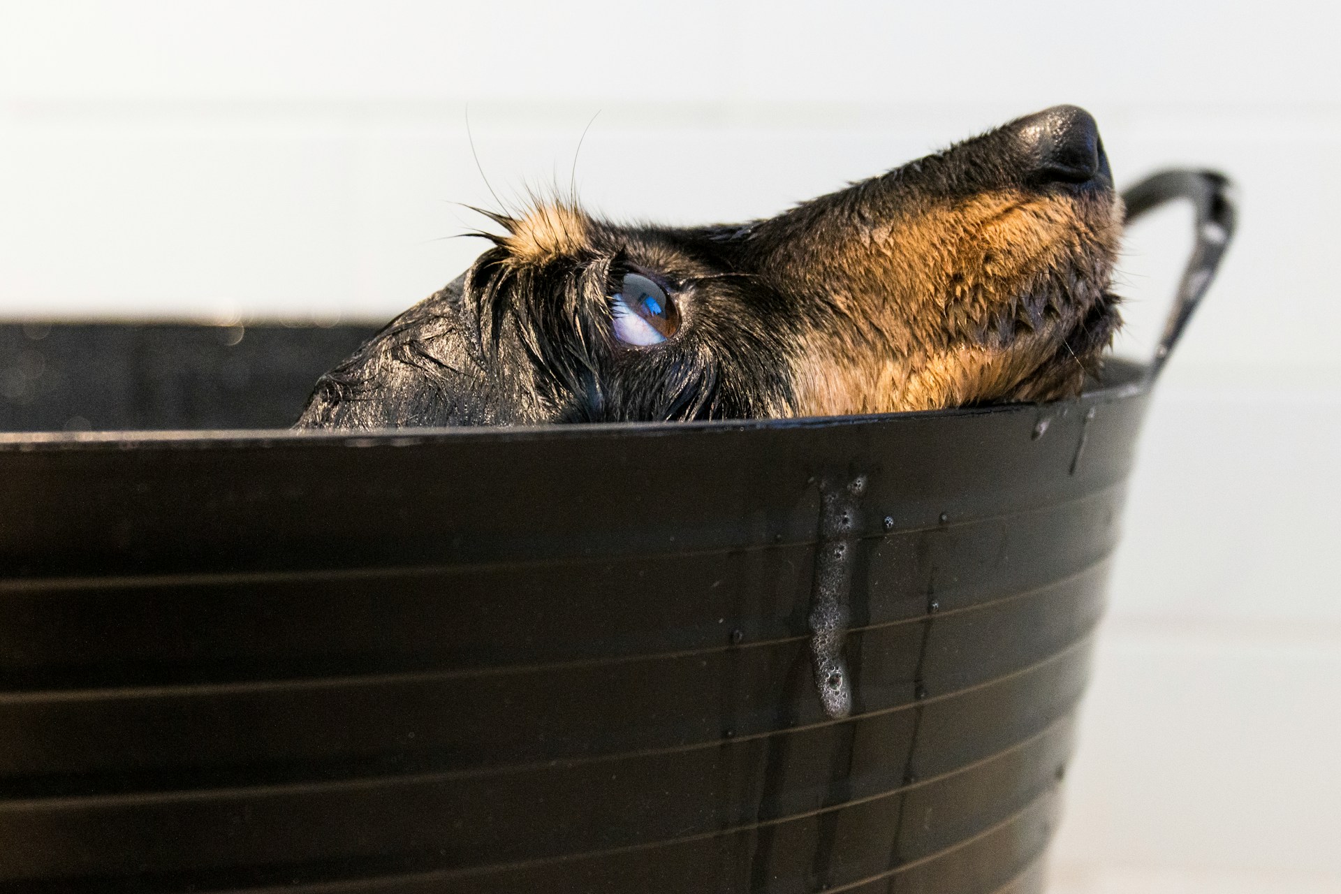 here is an older dog getting a bath.