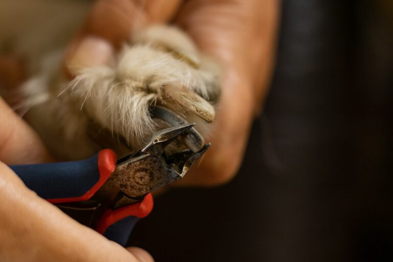 image of a dog having it's nails trimmed.