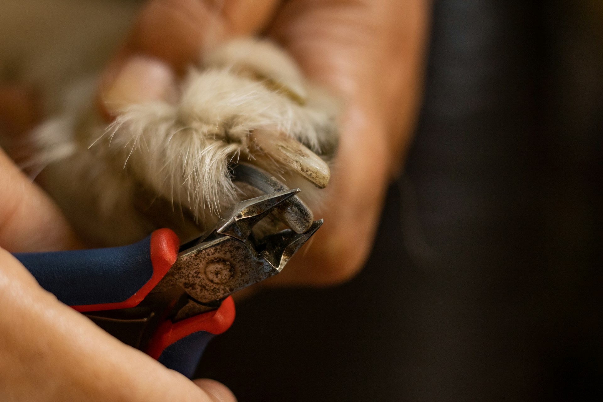 image of a dog having it's nails trimmed.