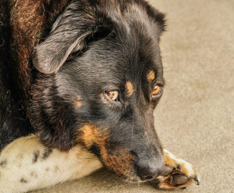 here's an older dog probab;y shpwing signs for on-coming dementia