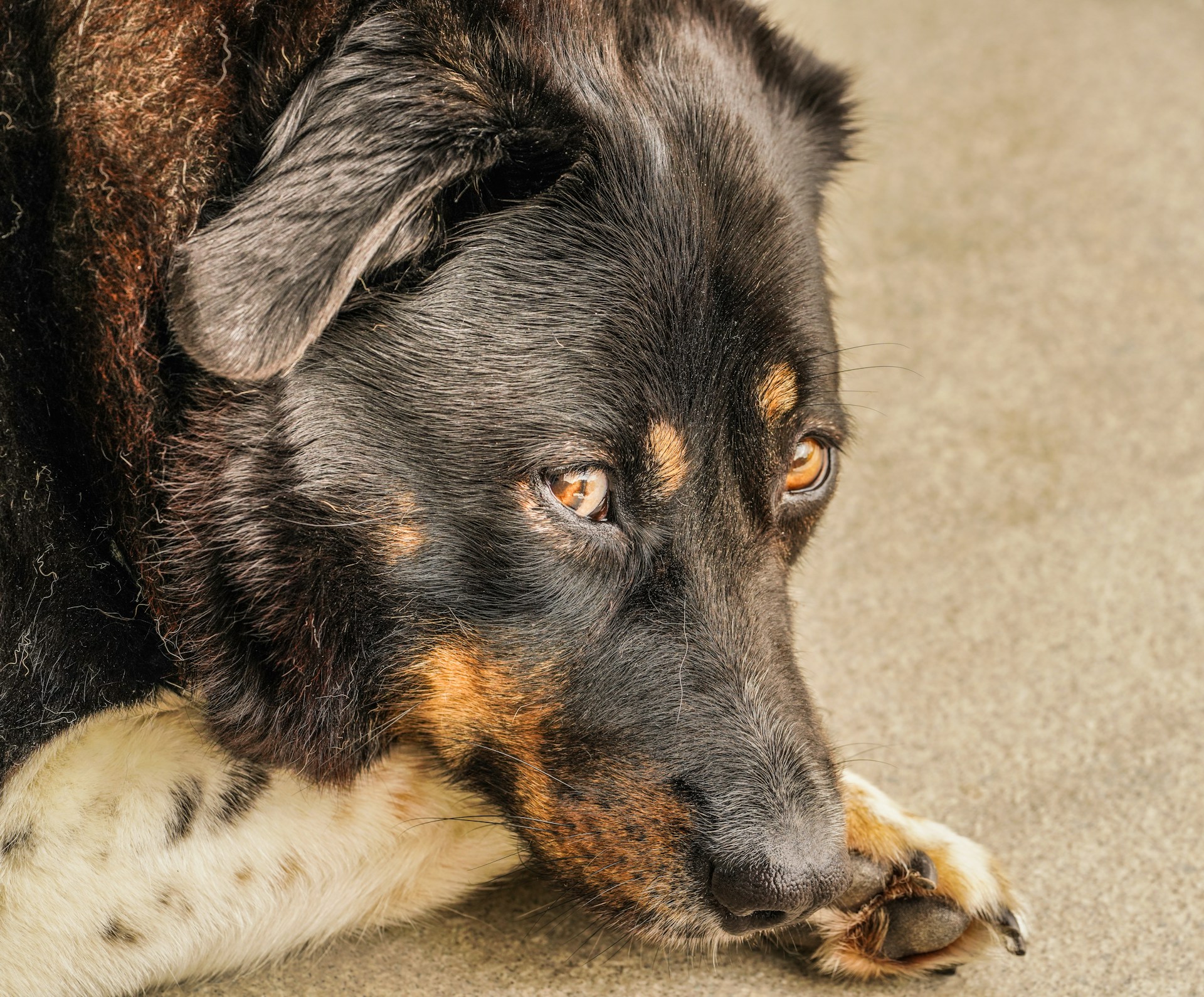here's an older dog probab;y shpwing signs for on-coming dementia