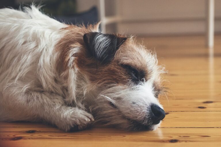 pictured is a photo of a dog with an upset stomach who is feeling unwell.