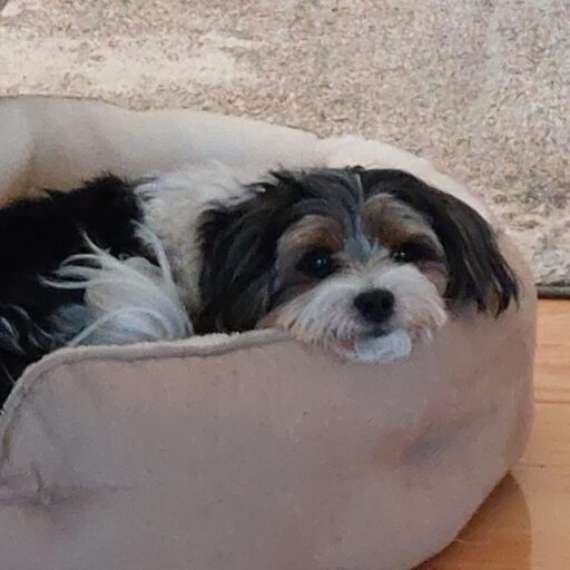 Callie-in-her-Bedsure-Bed-scaled-1.jpg
