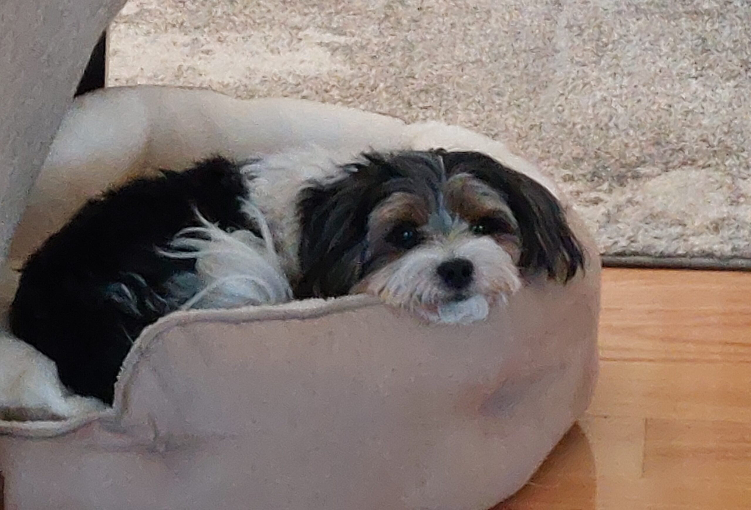 Bedsure Small Dog Bed Round - Image 2